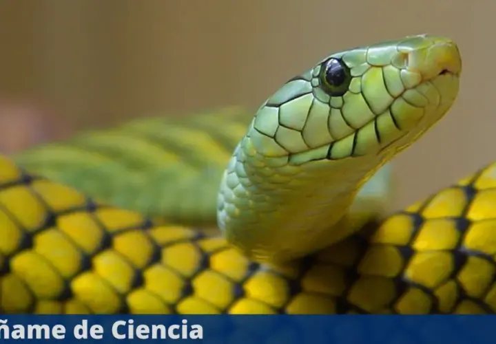 Primer plano de una serpiente verde y amarilla. Aunque las serpientes son sordas, sienten vibraciones.