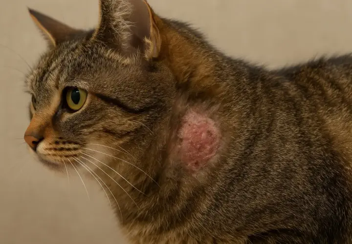 Un chat tigré présente une lésion cutanée rouge et irritée sur le flanc, ressemblant à un champignon sur la peau.