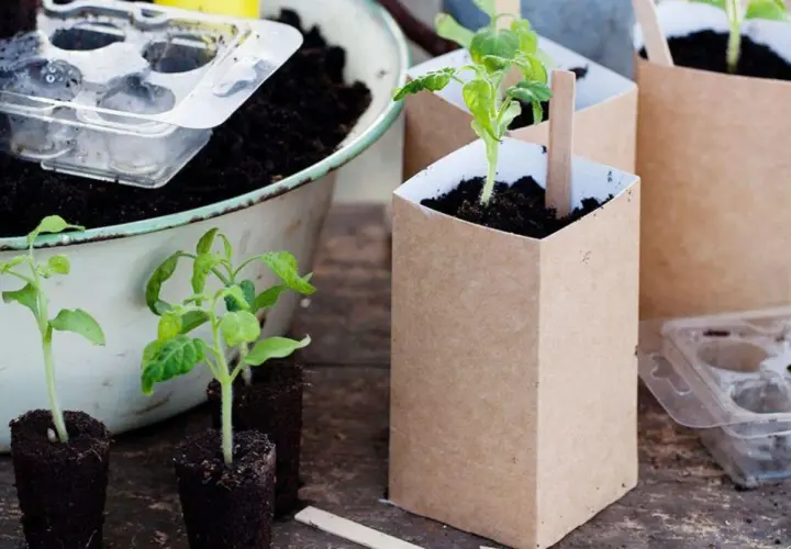 Små tomatplantor redo att planteras om i bruna papperskrukor. Jord och plastbrickor syns i bakgrunden.