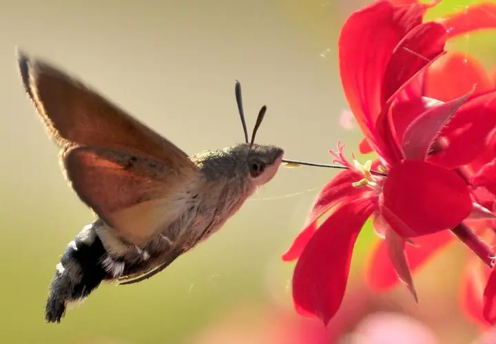 Ein Kolibri-Insekt saugt Nektar aus einer roten Blüte.