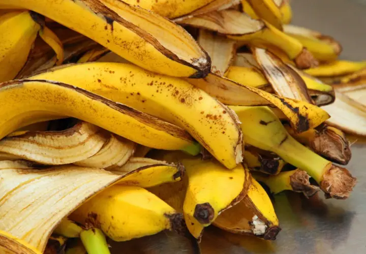 Góra żółtych skórek po bananach, gotowych na nawóz z bananów.
