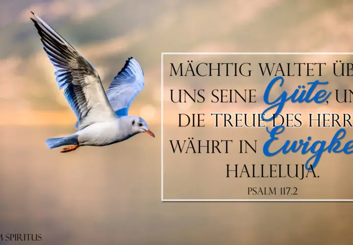 Möwe fliegt vor warmem Himmel. Text: "Mächtig waltet über uns seine Güte, und die Treue des Herrn währt in Ewigkeit. Halleluja. Psalm 117.2