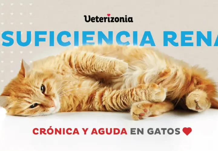 Gato naranja con insuficiencia renal crónica y aguda. Reflexión sobre cuándo sacrificar a un gato con insuficiencia renal.