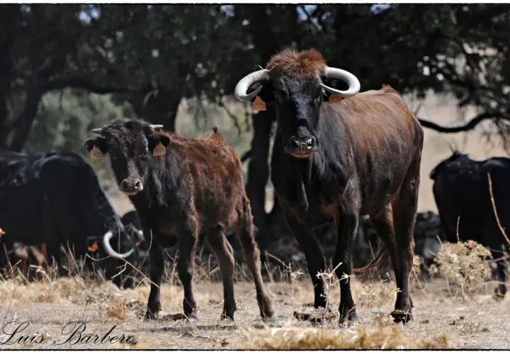 Dos toros de **ganadería los Eulogios** pastan en un campo seco. Uno es marrón y el otro negro.