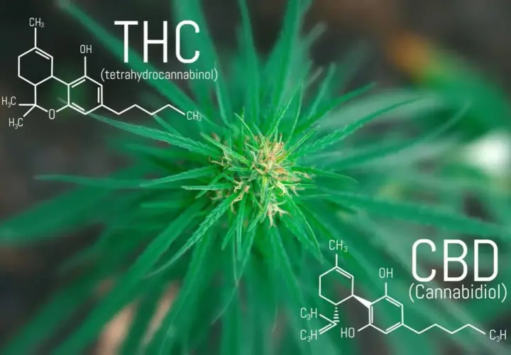 THC: Co to jest? Działanie, prawo w Polsce i różnice z CBD