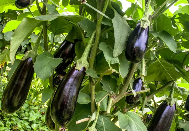 Reife Auberginen hängen an einem Strauch. Das Aubergine pflanzen war erfolgreich und die Früchte sind bereit zur Ernte.