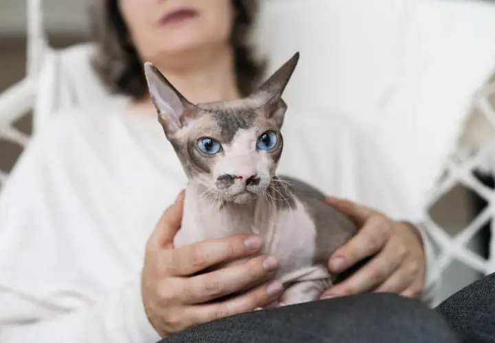 Kot rasy Devon Rex z niebieskimi oczami, trzymany na rękach. Szukasz kotów na OLX?