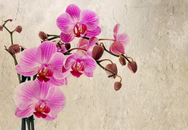 Une belle orchidée rose, certaines fleurs épanouies, d'autres bourgeons prêts à éclore. L'orchidée perd ses fleurs, mais la beauté demeure.