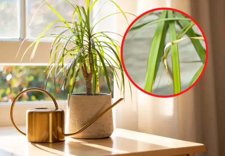 Dracena z żółtymi liśćmi, obok złotej konewki, przy oknie. W zbliżeniu widać uschnięte końcówki liści.