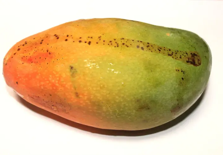 Oto jak wygląda mango: owoc o gładkiej skórce, przechodzącej od pomarańczowej do zielonej, z drobnymi, ciemnymi plamkami.