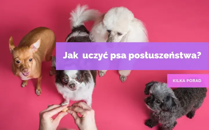 Naucz psa posłuszeństwa: Praktyczny przewodnik krok po kroku