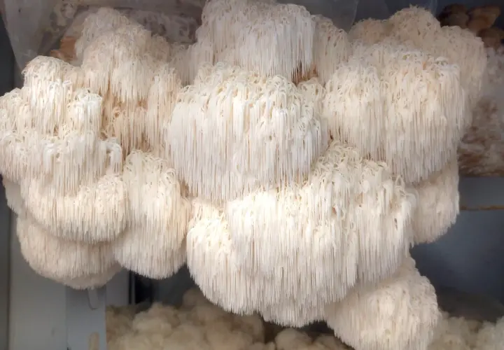 Funghi criniera di leone, noti per i loro benefici per la salute, crescono in grappoli bianchi e cascanti.