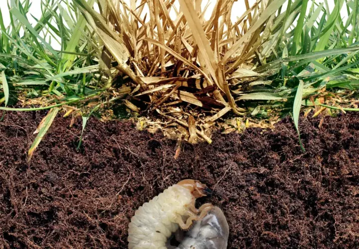 Widok przekroju gleby z zieloną trawą i uschniętymi źdźbłami. W ziemi widoczne są białe larwy, które mogą niszczyć korzenie.