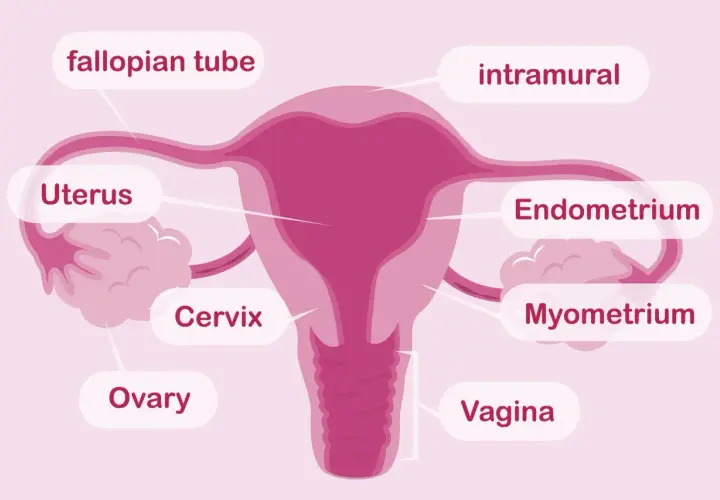 Schemat kobiecych narządów rozrodczych: jajniki, jajowody, macica z endometrium i mięśniówką, szyjka macicy i pochwa.