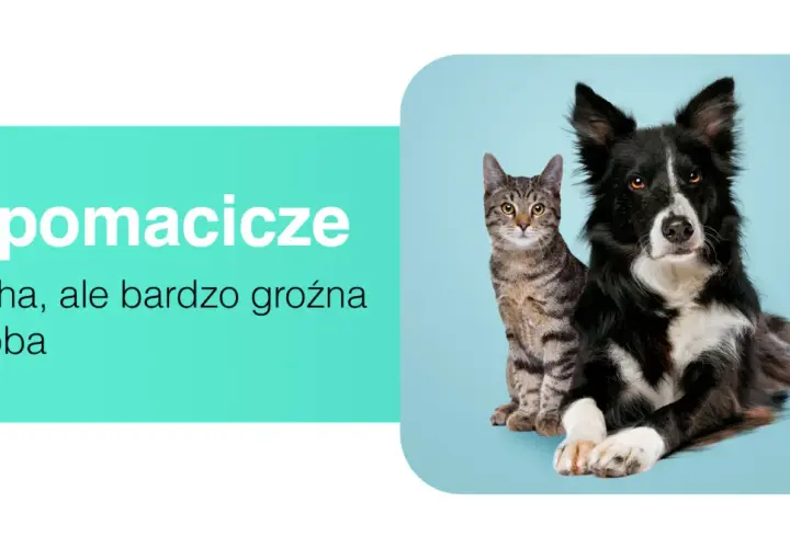 Ropomacicze u kotki to cicha, ale groźna choroba. Obok siedzi pies.