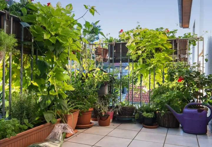 Zasłonięty balkon z bujną zielenią, idealny, by osłonić balkon od wiatru. Rośliny pnące i kwiaty tworzą naturalną barierę.