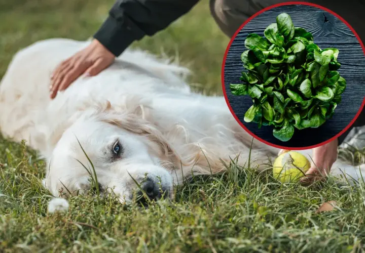 Złoty retriever leży na trawie, a obok niego garść szpinaku. Czy pies może jeść szpinak? Tak, ale z umiarem.