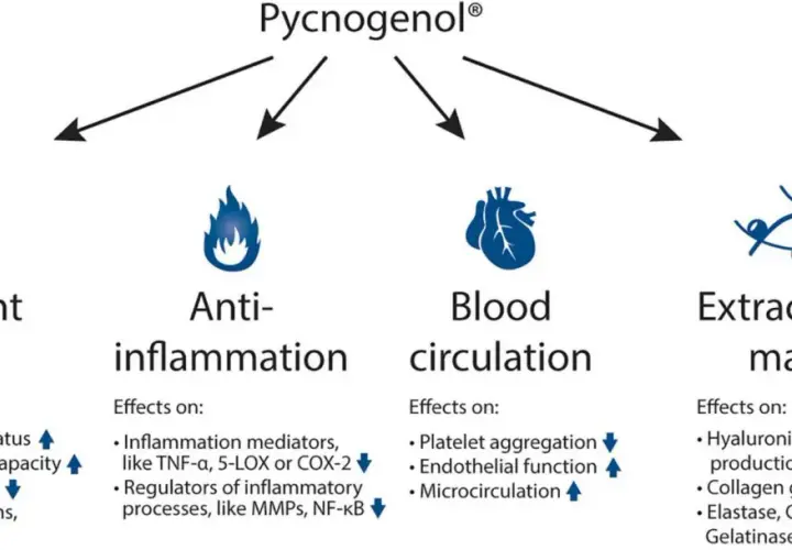 Die Grafik zeigt die Pycnogenol Wirkung: Antioxidans, Entzündungshemmung, Blutkreislauf und extrazelluläre Matrix.