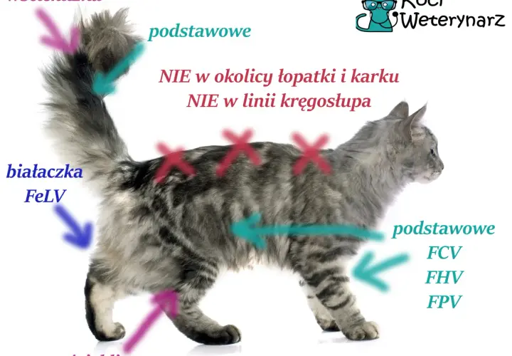 Kiedy zaszczepić kotka? Pełny harmonogram i porady