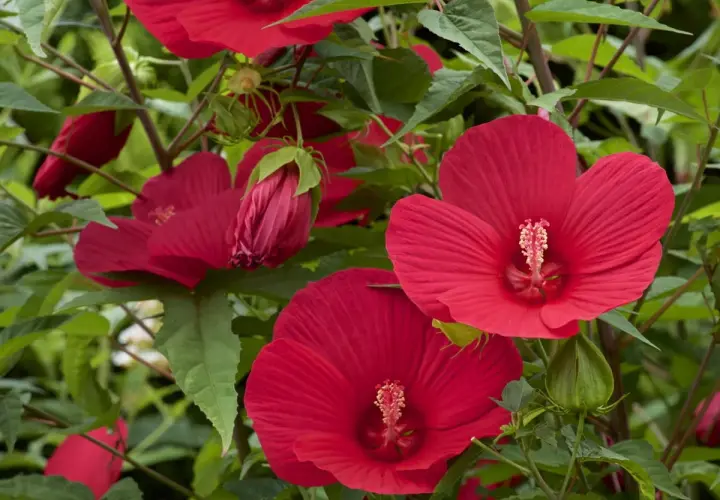 Krzew hibiskusa z kilkoma dużymi, jaskrawoczerwonymi kwiatami i pąkami.