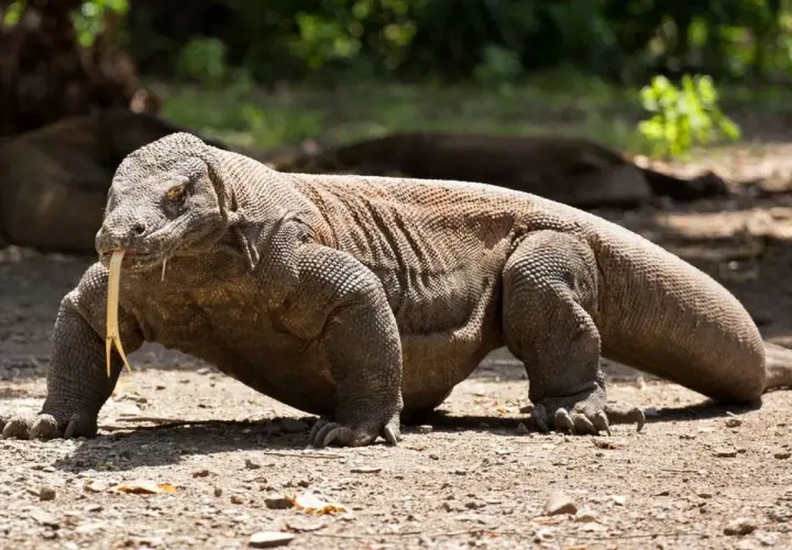 Un imponente dragón de Komodo, con su lengua bífida fuera, camina sobre tierra seca. Su gran tamaño y peso son evidentes.