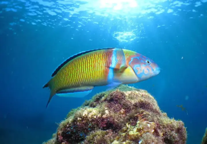 Un pez de arrecife de Lanzarote, con vibrantes colores verdes, amarillos y azules, nada sobre un lecho marino cubierto de algas.