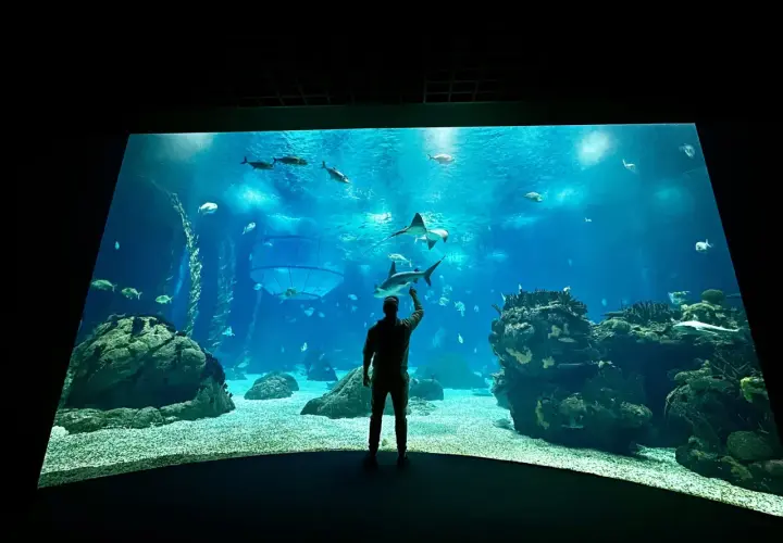 Oceanarium Lizbona – fascynujące morskie stworzenia i atrakcje dla rodzin