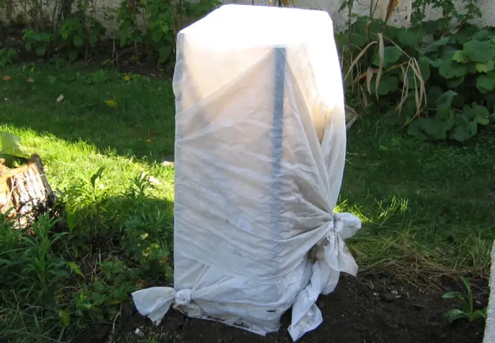Un jeune planter bananier est protégé par une bâche blanche nouée à sa base, prêt à affronter l'hiver.