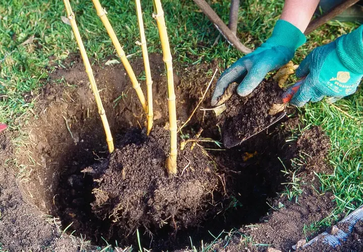 Mains gantées ajoutent de la terre autour d'un jeune planter bambou.