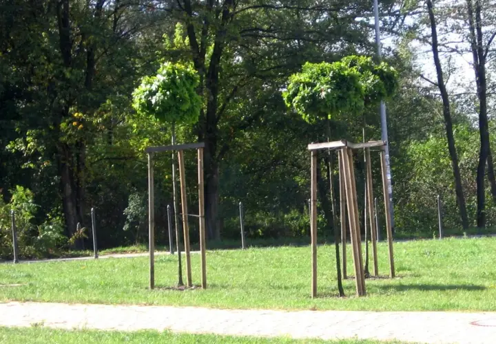 Dwa młode drzewka z kulistymi koronami są podparte palikowaniem.