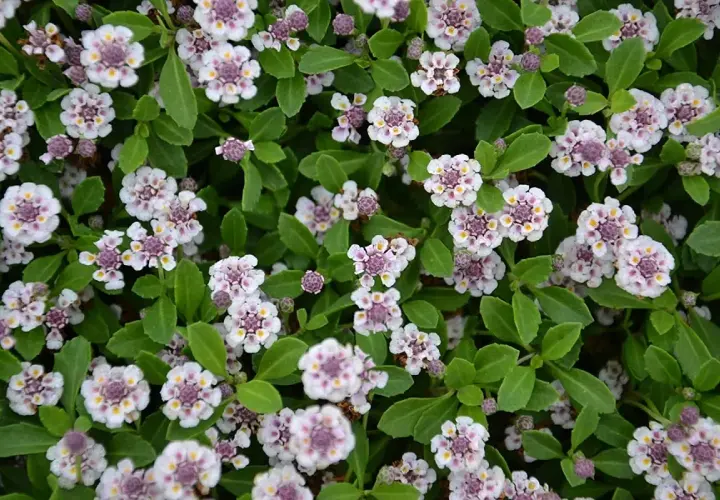 Fiori bianchi e viola di Lippia nodiflora in inverno, con foglie verdi brillanti.