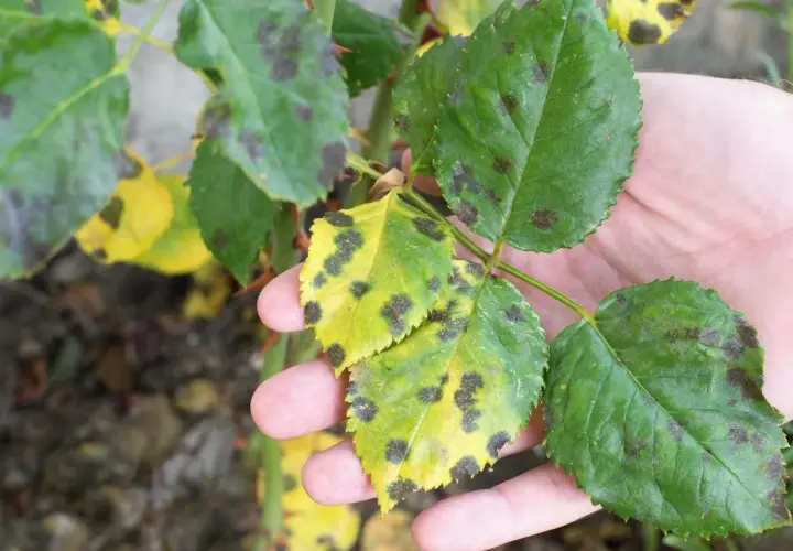 Feuilles de rosier atteintes de marsonia, montrant des taches noires sur fond jaune.