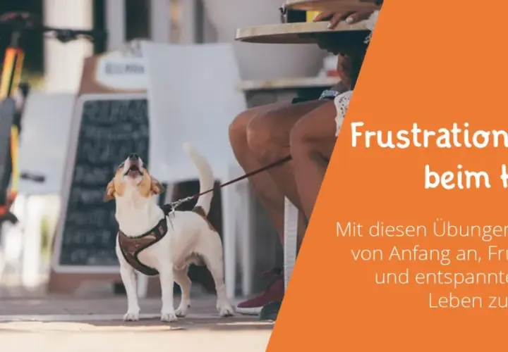 Kleiner Hund bellt frustriert, während er an der Leine wartet. Übungen zur Frustrationstoleranz beim Hund helfen, Geduld zu lernen.