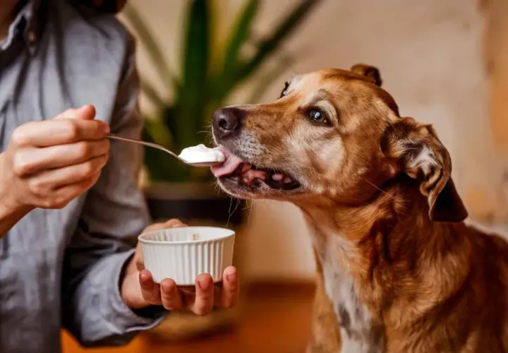 Un perro disfruta de una cucharada de yogur, demostrando que los perros pueden comer yogur.
