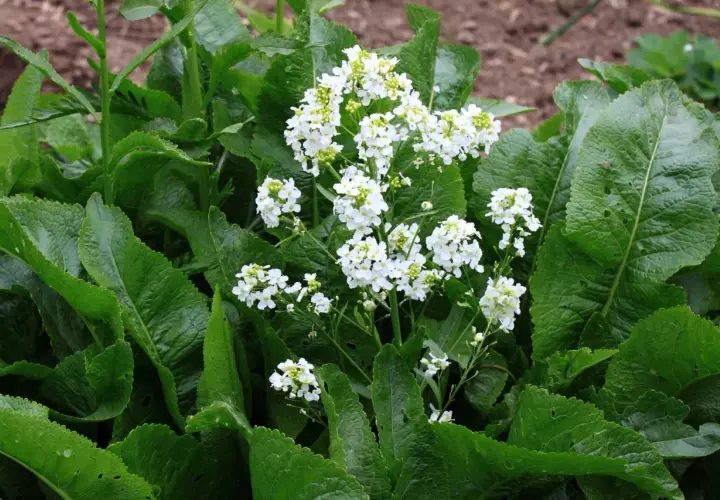 Grüne, zerknitterte Blätter umrahmen zarte weiße Blüten. Meerrettich Pflanzen blühen im Garten und verströmen einen würzigen Duft.