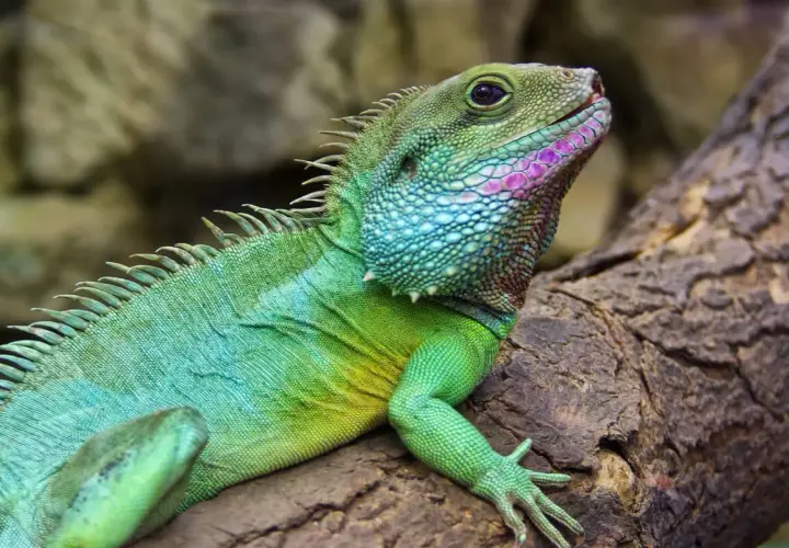 Un **dragón de agua** de escamas verdes y azules, con toques rosados en su cara, descansa sobre una rama.