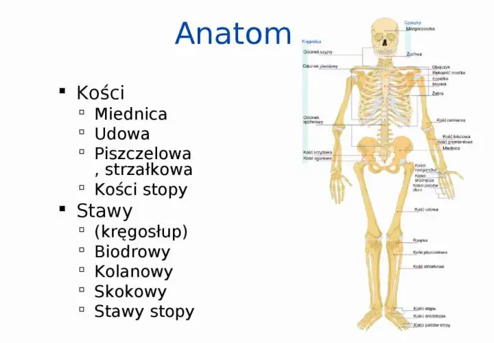 Szkielet człowieka z zaznaczonymi częściami nogi: kość udowa, piszczelowa, strzałkowa, stawy stopy.