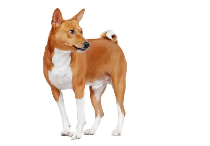 Basenji de colores rojizos y blancos, con su cola rizada y orejas erguidas, posa con elegancia.
