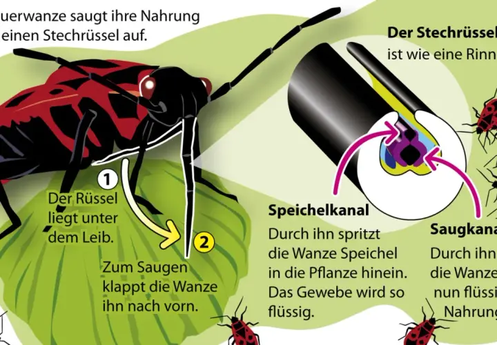 Feuerwanzen saugen flüssige Nahrung mit ihrem Stechrüssel auf, indem sie Speichel einspritzen und das Gewebe verflüssigen.
