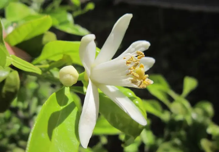 Fleur de citronnier en pleine évolution, ses pétales blancs s'ouvrent sur des étamines dorées. Un bouton floral prometteur est visible.