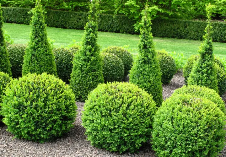 Zadbane krzewy zimozielone, kuliste i stożkowe, tworzą geometryczny ogród.