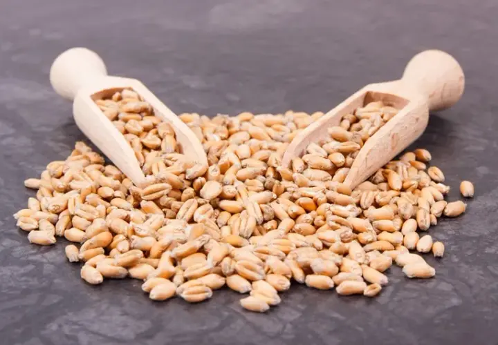 Czy makaron ma gluten? Rozwiewamy wątpliwości i wskazujemy alternatywy