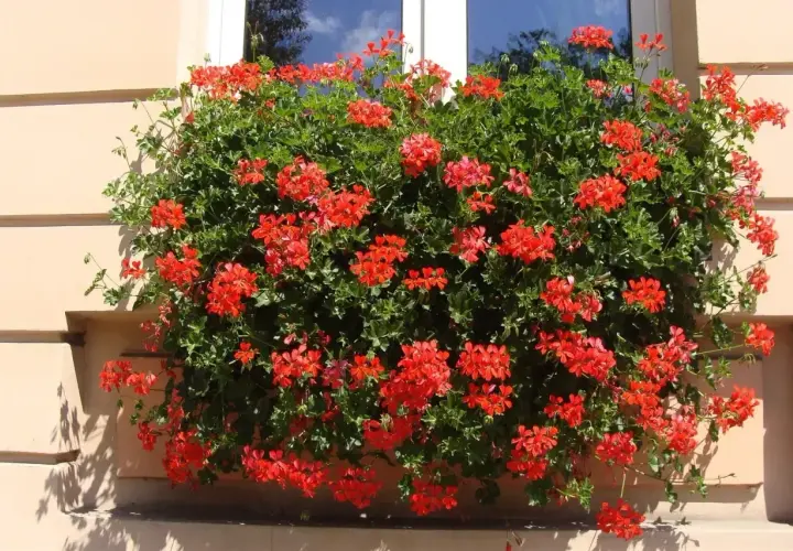 Obficie kwitnąca pelargonia kaskadowa w intensywnym kolorze czerwonym, tworząca bujną, zieloną masę kwiatów zwisającą z okna.