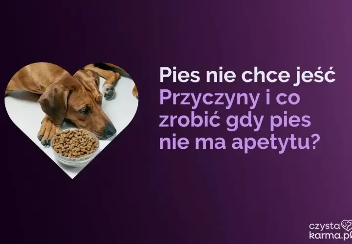 Smutny piesek leży obok miski z jedzeniem. Pies nie chce jeść psiego jedzenia, gdy brakuje mu apetytu.
