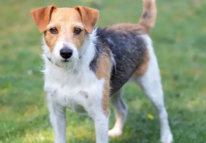 Wesoły parson russell terrier stoi na trawie, gotowy do zabawy.