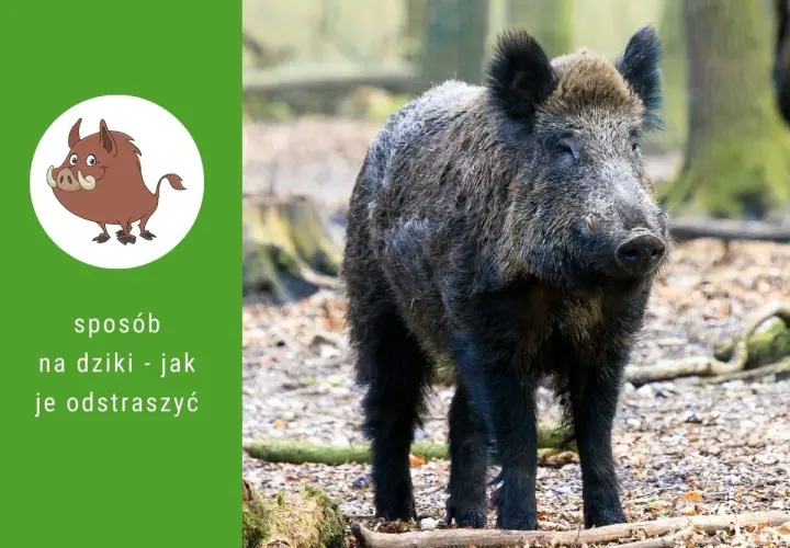 Dziki na osiedlu: Co robić, kogo wezwać i jak się chronić?