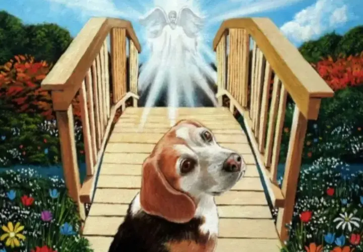 Pies beagle na tęczowym moście, w stronę anioła.