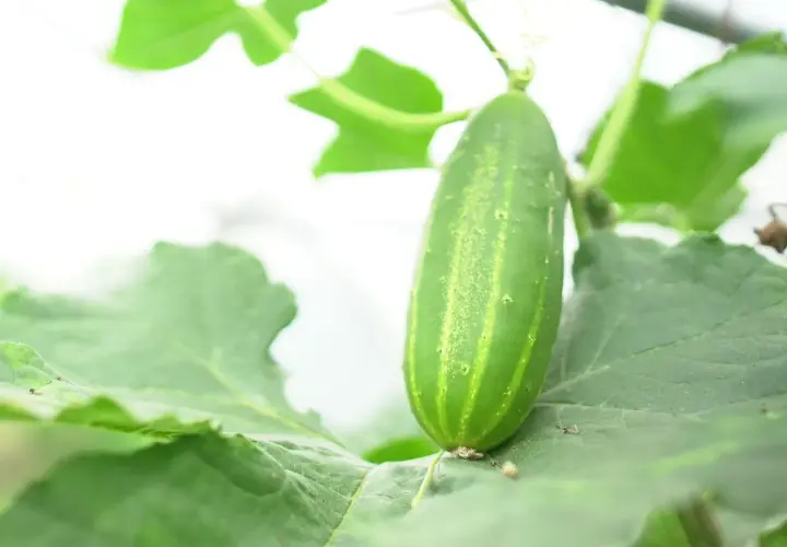 Un jeune concombre vert pousse sur sa plante, entouré de feuilles luxuriantes. Le cornichon est-il un concombre ? Oui, c'est un jeune concombre.