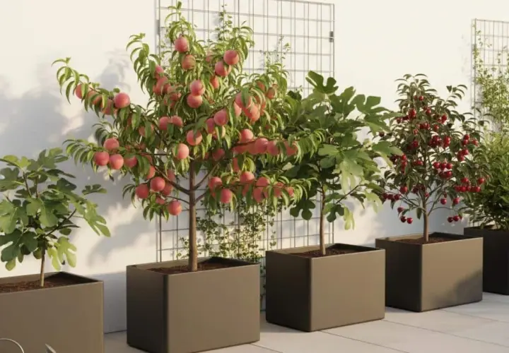 Arbre fruitier en pot, un pommier autofertile liste des variétés idéales pour le balcon, avec des pêches roses, des figues et des cerises rouges.