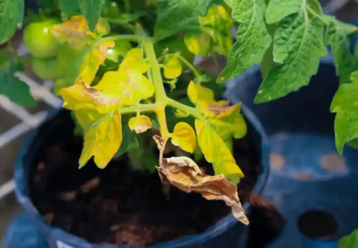 Feuilles jaunes sur une plante de tomates en pot, certaines brunies et sèches. Des tomates vertes sont visibles en arrière-plan.